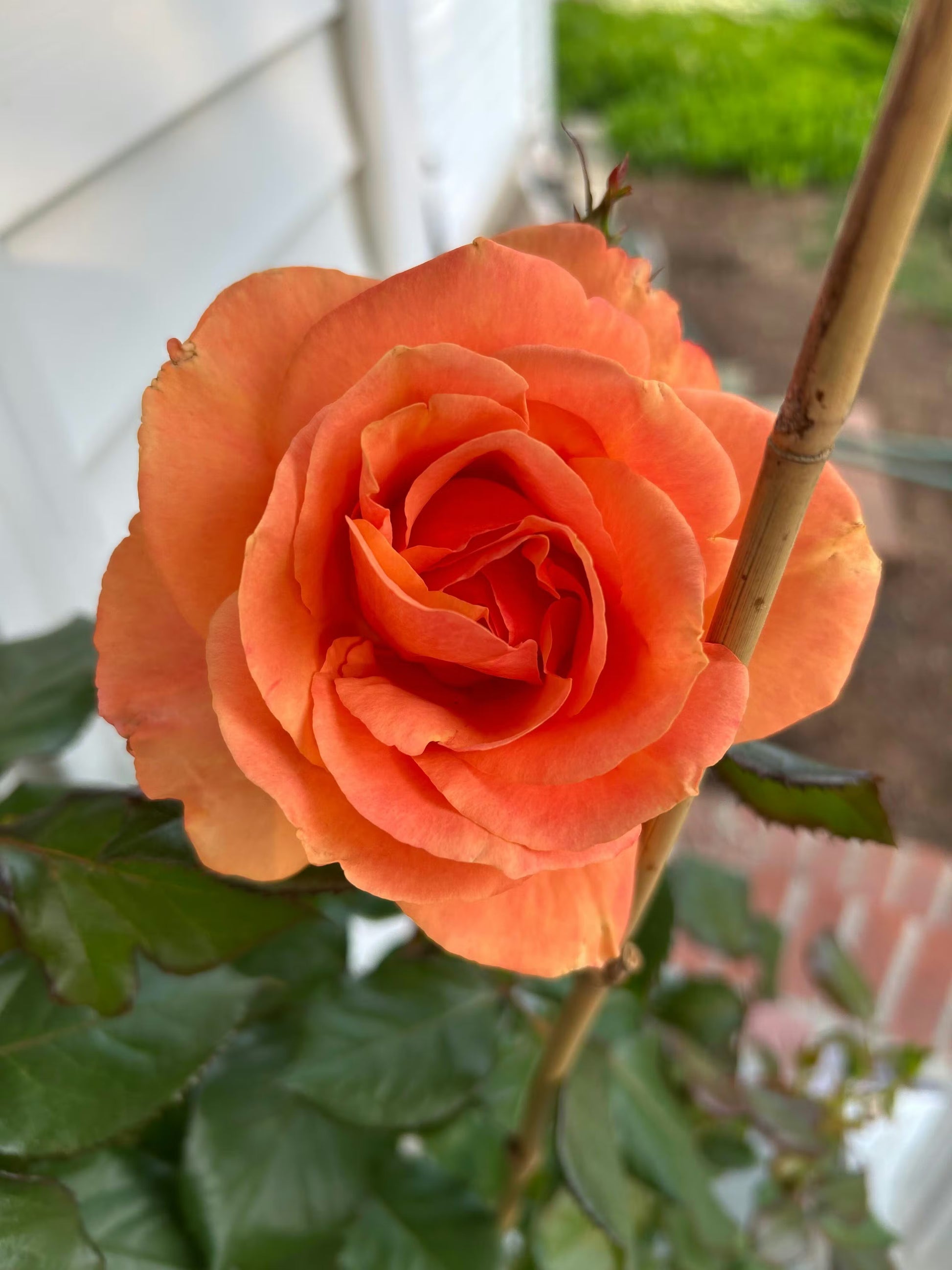 Orange Promise Rose Flower seeds for Planting - Bright Blooms, Heirloom & GMO Free Seeds for Home Garden
 
 Sale