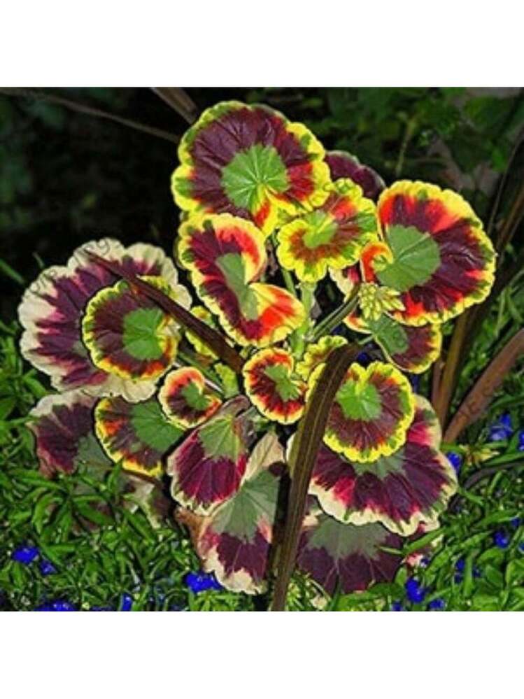 Variegata Flower seeds for Planting Hardy Variety Heirloom & GMO Free Seeds for Home Garden