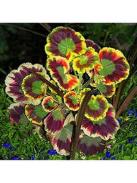 Variegata Flower seeds for Planting Hardy Variety Heirloom & GMO Free Seeds for Home Garden