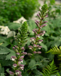 Breeches Flower Planting Seeds