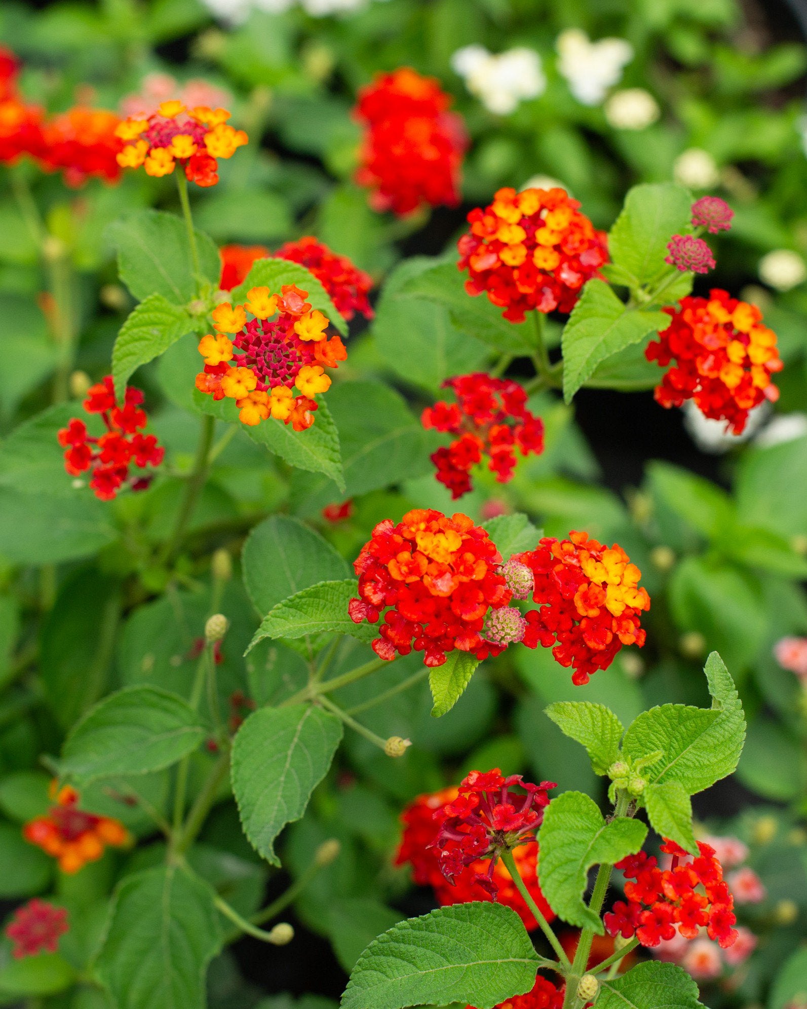 Orange Red Lantana Flower Planting Seeds - Vibrant and Resilient Garden Blooms