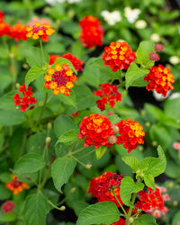 Orange Red Lantana Flower Planting Seeds - Vibrant and Resilient Garden Blooms