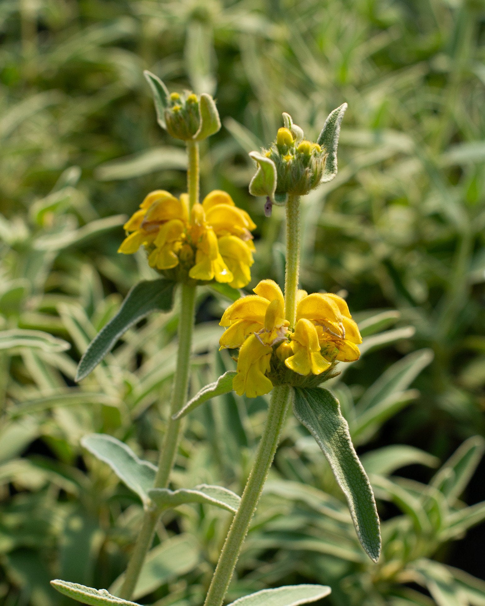 Yellow Jerusalem Sage Flower seeds for Planting - Easy to Grow, Heirloom & GMO Free Seeds for Home Garden