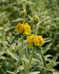 Yellow Jerusalem Sage Flower seeds for Planting - Easy to Grow, Heirloom & GMO Free Seeds for Home Garden