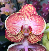 Yellow Red Phalaenopsis Orchid Flower seeds for Planting - Sun Loving, Heirloom & GMO Free Seeds for Home Garden