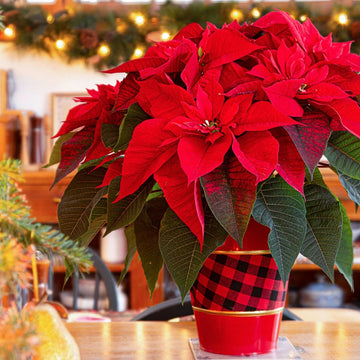 Poinsettia Flower seeds for Planting - Cottage Garden Essential, Heirloom & GMO Free Seeds for Home Garden