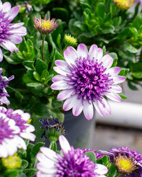White Purple Omeris Flower seeds for Planting - Sun Loving, Heirloom & GMO Free Seeds for Home Garden