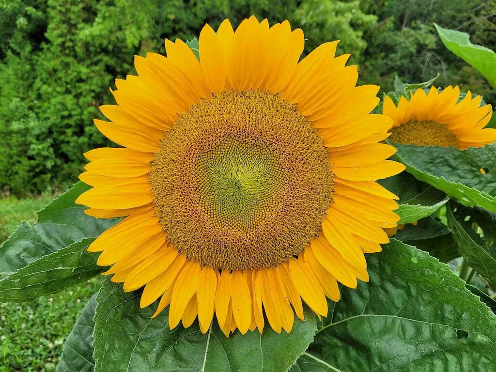 Sunrich Gold SunFlower seeds for Planting Garden Favorite Heirloom & GMO Free Seeds for Home Garden