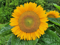 Sunrich Gold SunFlower seeds for Planting Garden Favorite Heirloom & GMO Free Seeds for Home Garden