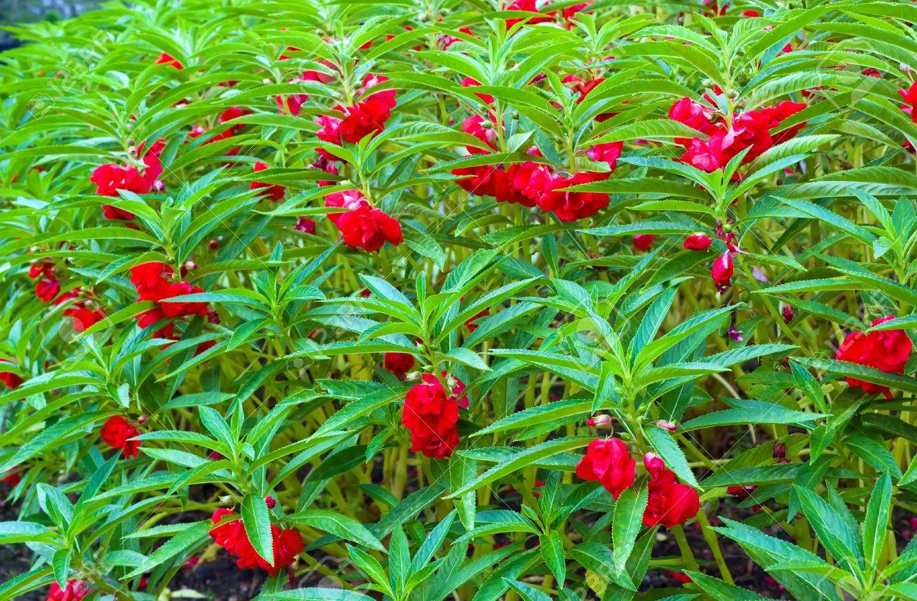 Impatiens Balsamina Flower seeds for Planting Premium Quality Heirloom & GMO Free Seeds for Home Garden