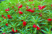 Impatiens Balsamina Flower seeds for Planting Premium Quality Heirloom & GMO Free Seeds for Home Garden