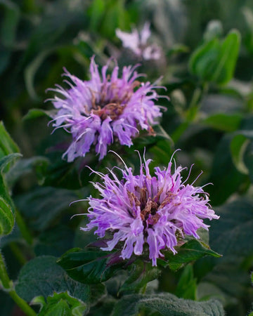 Lavender Monarda Flower seeds for Planting - Wildflower Mix, Heirloom & GMO Free Seeds for Home Garden