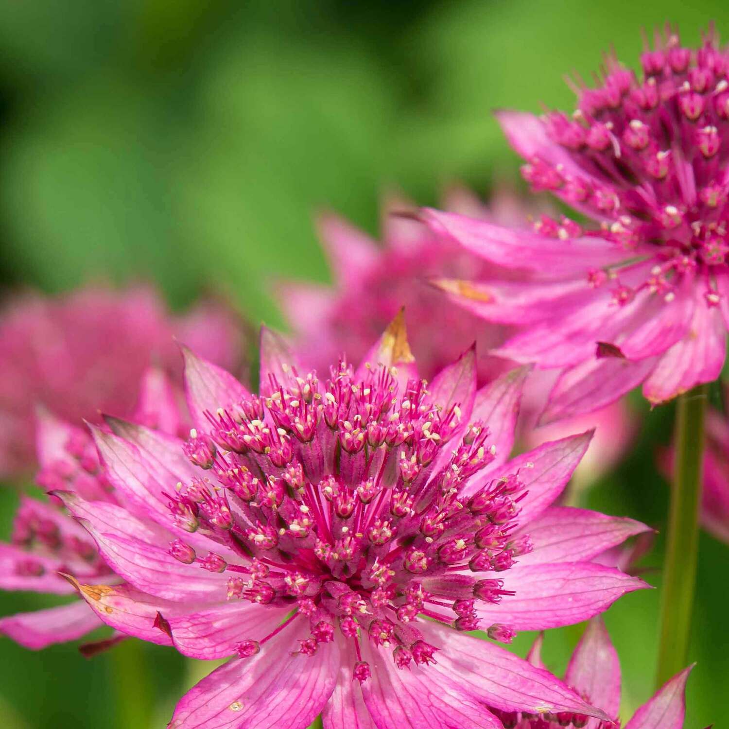Astrantia Pincushion Flower seeds for Planting Perfect for Borders Heirloom & GMO Free Seeds for Home Garden