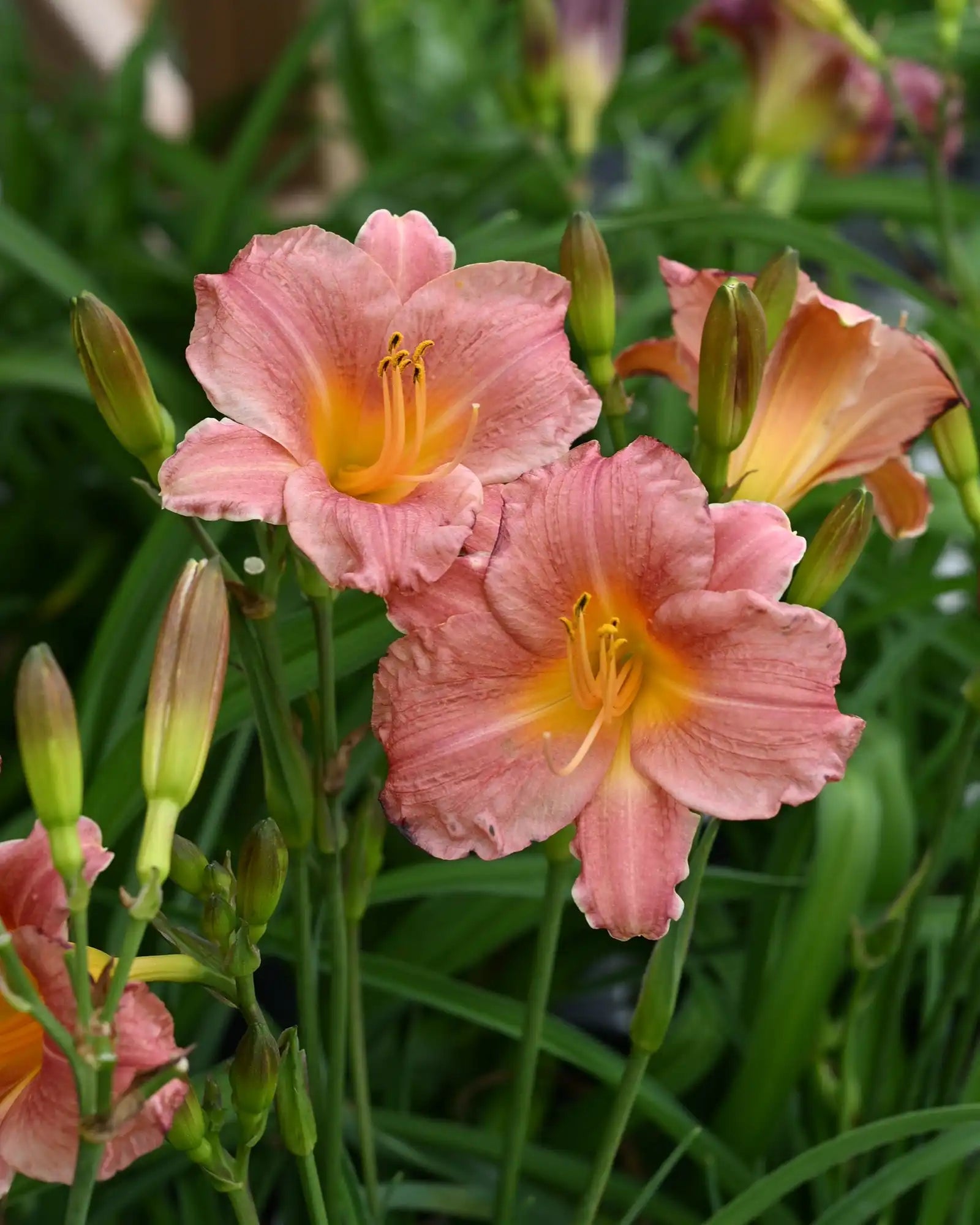 Daylily Reblooming Flower seeds for Planting Fragrant Blossoms Heirloom & GMO Free Seeds for Home Garden