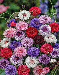 Cornflower Polka Dot Flower seeds for Planting Long Bloom Season Heirloom & GMO Free Seeds for Home Garden