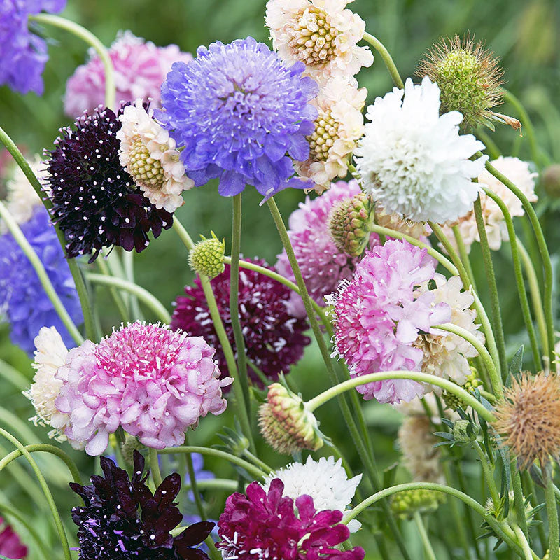 Pincushion Flower seeds for Planting Cottage Garden Essential Heirloom & GMO Free Seeds for Home Garden