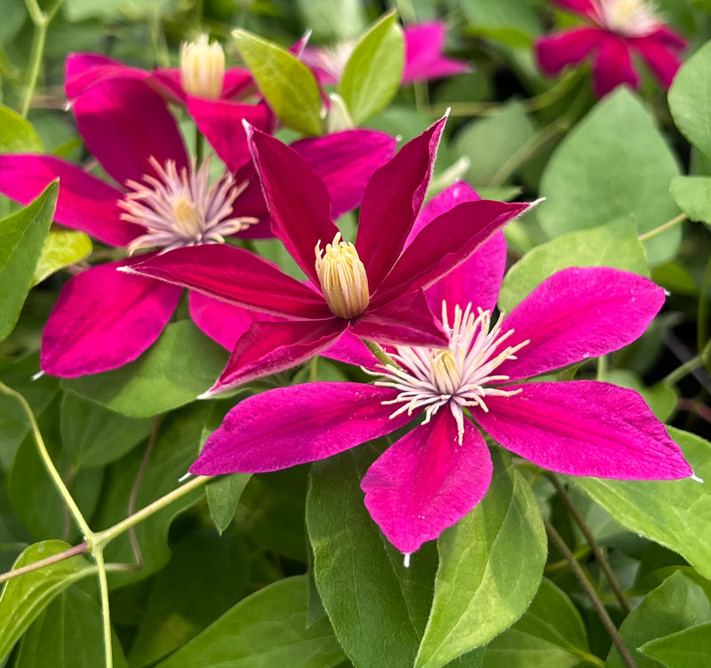 Deep Pink Clematis Flower seeds for Planting - Drought Tolerant, Heirloom & GMO Free Seeds for Home Garden