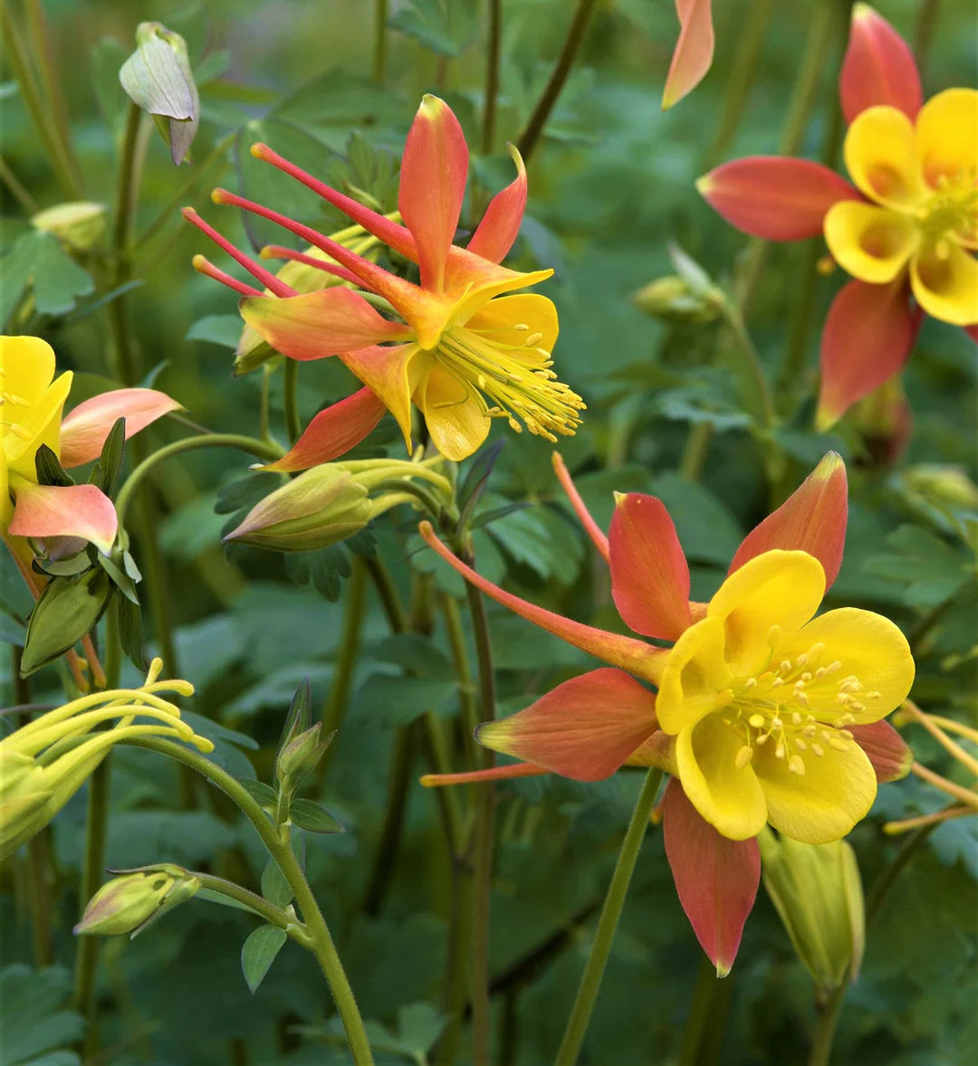 Orange Columbine Flower seeds for Planting Sun Loving Heirloom & GMO Free Seeds for Home Garden