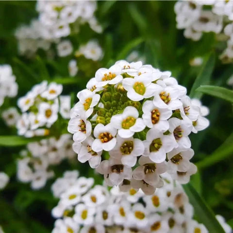 Alyssum Flower seeds for Planting Compact Growth Heirloom & GMO Free Seeds for Home Garden