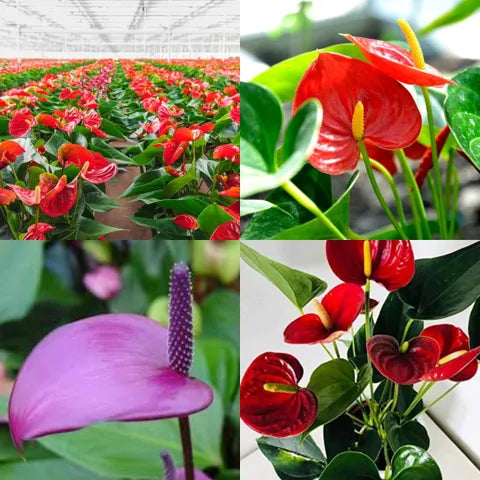 Red Mixed Anthurium Flower Seeds for Planting Pollinator Friendly Heirloom & GMO Free Seeds for Home Garden
 
 Sale