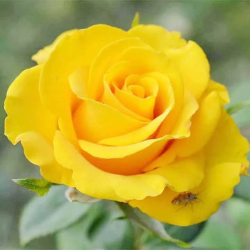 Heirloom Lemon Yellow Osiria Rose Flower Seeds for Planting Pollinator Friendly Heirloom & GMO Free Seeds for Home Garden 
 
 Sale