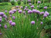 Rustic Ciboulette Seeds for Planting