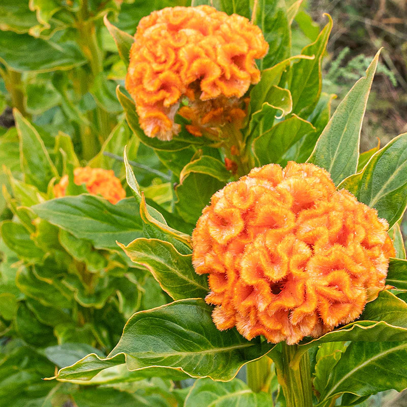 Orange Celosia Flower seeds for Planting Pollinator Friendly Heirloom & GMO Free Seeds for Home Garden 
 
 Sale