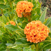 Orange Celosia Flower seeds for Planting Pollinator Friendly Heirloom & GMO Free Seeds for Home Garden 
 
 Sale