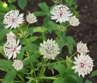 Blue Astrantia Flower seeds for Planting - Pollinator Friendly, Heirloom & GMO Free Seeds for Home Garden