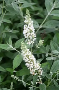 White Buddleia Flower Seeds for Planting Drought Tolerant Heirloom & GMO Free Seeds for Home Garden
 
 Sale