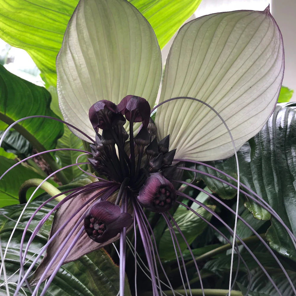 Tacca Nivea Bat Flower seeds for Planting Premium Quality Heirloom & GMO Free Seeds for Home Garden