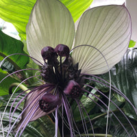Tacca Nivea Bat Flower seeds for Planting Premium Quality Heirloom & GMO Free Seeds for Home Garden