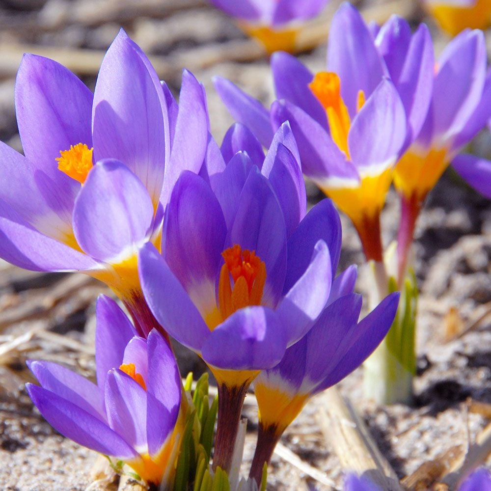 Blue Yellow Crocus Flower seeds for Planting - Garden Favorite, Heirloom & GMO Free Seeds for Home Garden