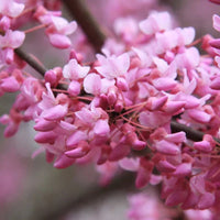 Pink Cercis Flower seeds for Planting Easy to Grow Heirloom & GMO Free Seeds for Home Garden 
 
 Sale