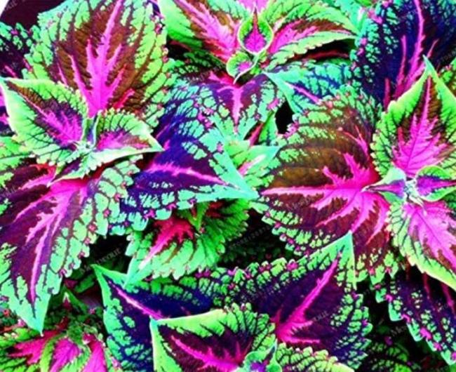 Rainbow Dragon Coleus for Planting Colorful Display Heirloom & GMO Free Seeds for Home Garden
 
 Sale