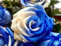 Rose Flower seeds for Planting - Low Maintenance, Heirloom & GMO Free Seeds for Home Garden