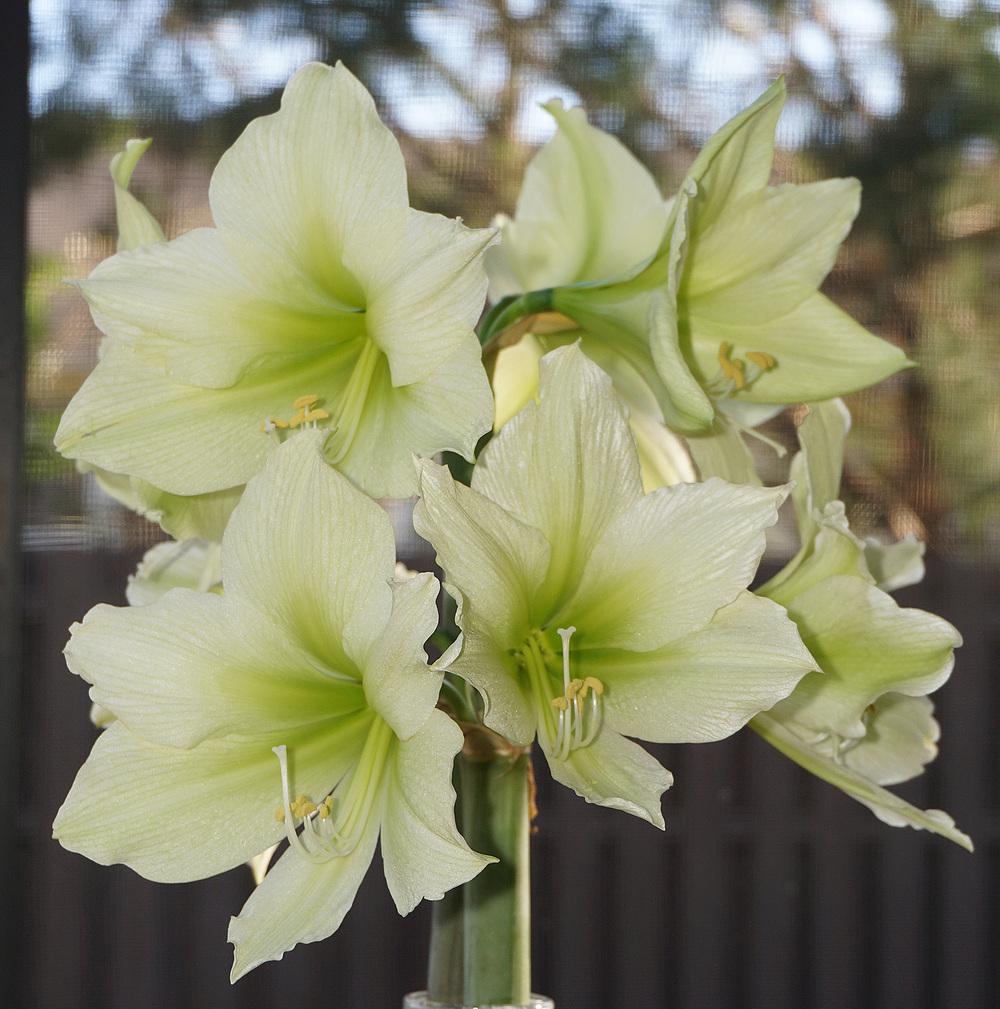 Green Hippeastrum Rutilum Flower seeds for Planting - Easy to Grow, Heirloom & GMO Free Seeds for Home Garden