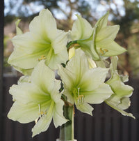 Green Hippeastrum Rutilum Flower seeds for Planting - Easy to Grow, Heirloom & GMO Free Seeds for Home Garden