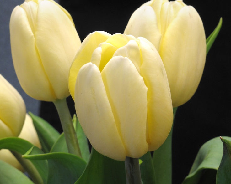Light Yellow Tulip Flower seeds for Planting - Compact Growth, Heirloom & GMO Free Seeds for Home Garden