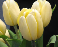 Light Yellow Tulip Flower seeds for Planting - Compact Growth, Heirloom & GMO Free Seeds for Home Garden