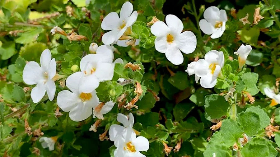 Heirloom Waterhyssop Flower seeds for Planting Colorful Display Heirloom & GMO Free Seeds for Home Garden