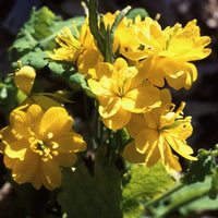 Chelidonium Majus Flower seeds for Planting Fragrant Blossoms Heirloom & GMO Free Seeds for Home Garden