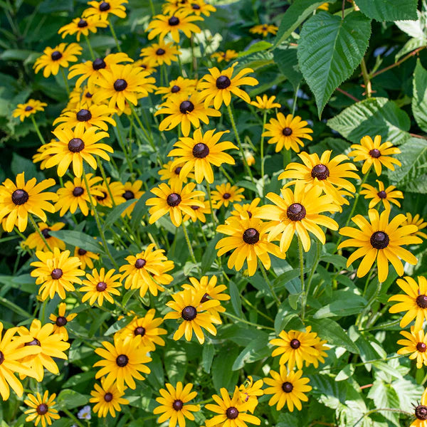 Yellow Rudbeckia Triloba Flower seeds for Planting - Long Bloom Season, Heirloom & GMO Free Seeds for Home Garden