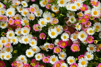 Pink White Karvinskianus Flower seeds for Planting - Perfect for Borders, Heirloom & GMO Free Seeds for Home Garden