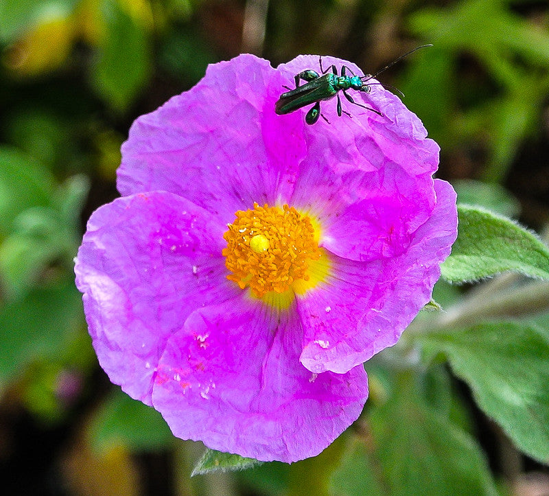 Zistrose Flower seeds for Planting - Easy to Grow, Heirloom & GMO Free Seeds for Home Garden