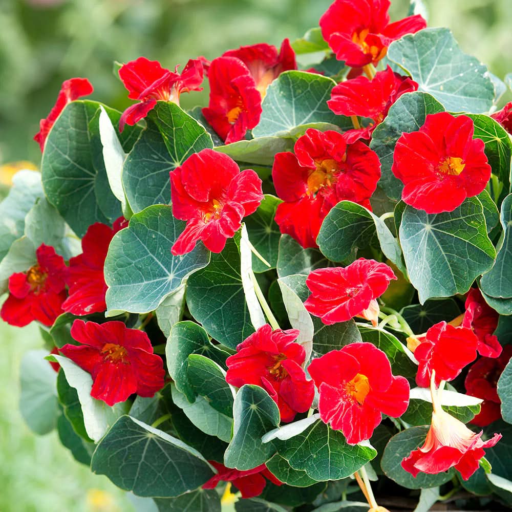 Tropaeolum Majus Nasturtium Flower seeds for Planting Bright Blooms Heirloom & GMO Free Seeds for Home Garden