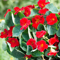 Tropaeolum Majus Nasturtium Flower seeds for Planting Bright Blooms Heirloom & GMO Free Seeds for Home Garden