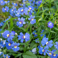 Fairy Mirror Blue Gem Flower seeds for Planting - Easy to Grow, Heirloom & GMO Free Seeds for Home Garden