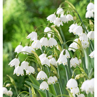 White Snowbells Flower seeds for Planting - Pollinator Friendly, Heirloom & GMO Free Seeds for Home Garden