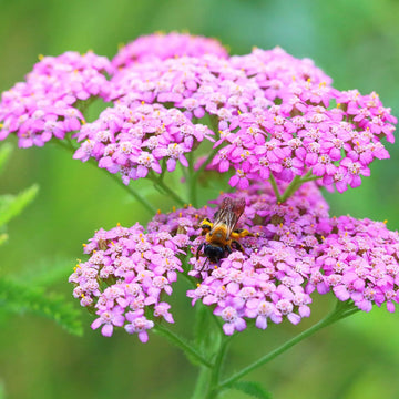 Heirloom Yarrow Achillea Flower seeds for Planting Colorful Display Heirloom & GMO Free Seeds for Home Garden